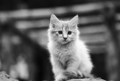 宠物GPS定位器 科技护佑，让爱宠安心回家