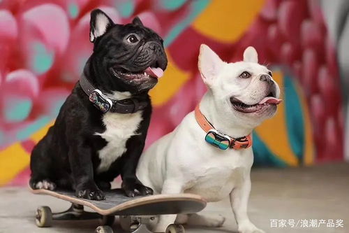 科技守护爱宠 浪潮产品奖得主“陪彼”宠物定位器深度解析